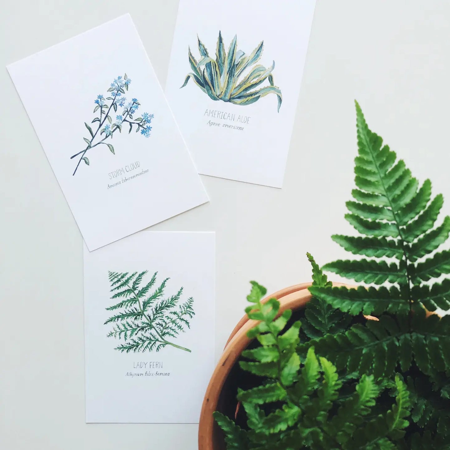 North American Plants Postcards Set of 12